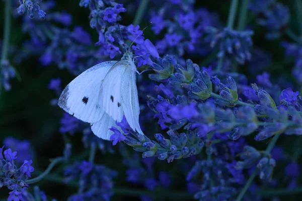 Butterfly Pollinating Beautiful Bright Flowers Garden Summer Sunny Day — Stock Photo, Image