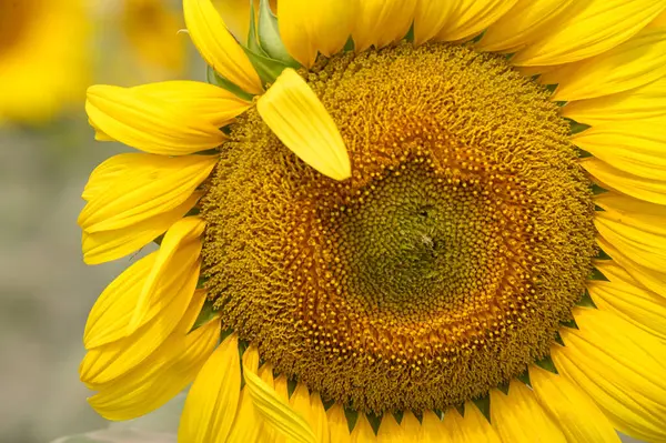 Vue Pittoresque Sur Magnifique Tournesol Poussant Sur Prairie Journée Ensoleillée — Photo