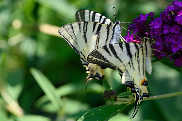 Mariposas Polinizando Hermosas Flores Brillantes Jardín Verano Día Soleado —  Fotos de Stock