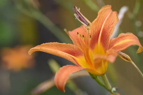 Hermoso Lirio Brillante Creciendo Jardín Verano Día Soleado —  Fotos de Stock