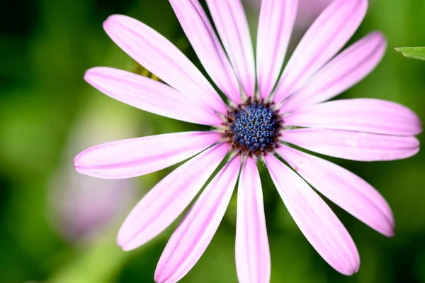 Beautiful Bright Flower Growing Garden Summer Sunny Day — Stock Photo, Image