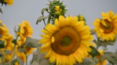 Güneşli yaz gününde rüzgarda sallanan güzel ayçiçeklerinin resimsel manzarası.  