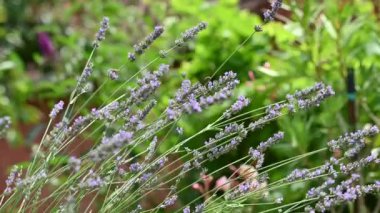 Kelebek, güneşli yaz gününde bahçedeki güzel parlak çiçekleri tozluyor.