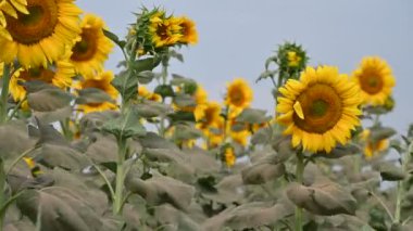 Güneşli yaz gününde rüzgarda sallanan güzel ayçiçeklerinin resimsel manzarası.  