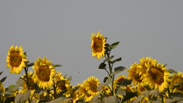 Pintoresca Vista Hermosos Girasoles Balanceándose Viento Prado Verano Día Soleado — Vídeos de Stock