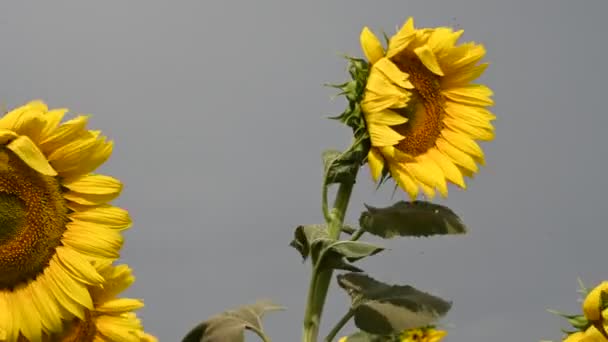 Мальовничий Вид Красиві Соняшники Хитаються Вітром Лузі Літній Сонячний День — стокове відео