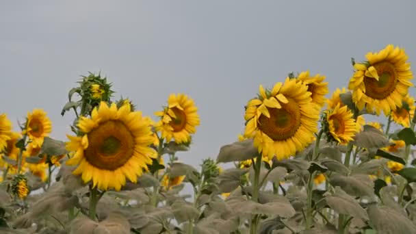 Мальовничий Вид Красиві Соняшники Хитаються Вітром Лузі Літній Сонячний День — стокове відео