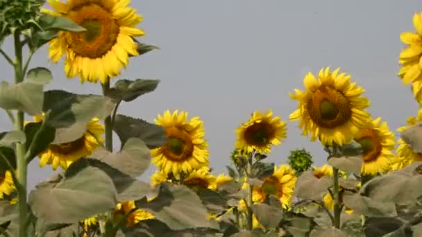 夏の晴れた日に牧草地で風に揺れる美しいひまわりの絵のような景色 — ストック動画