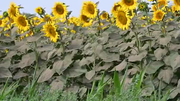 Picturesque View Beautiful Sunflowers Swaying Wind Meadow Summer Sunny Day — Stock Video