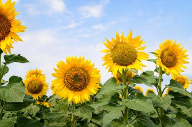 mavi gökyüzü arkaplanlı ayçiçeği tarlası
