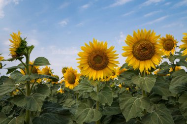 mavi gökyüzü arkaplanlı ayçiçeği tarlası