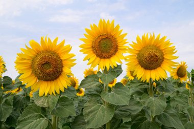 mavi gökyüzü arkaplanlı ayçiçeği tarlası