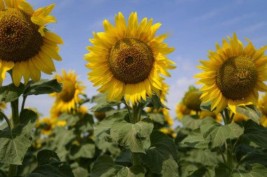 mavi gökyüzü arkaplanlı ayçiçeği tarlası