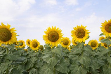 mavi gökyüzü arkaplanlı ayçiçeği tarlası