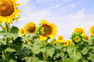 mavi gökyüzü arkaplanlı ayçiçeği tarlası