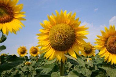 mavi gökyüzü arkaplanlı ayçiçeği tarlası