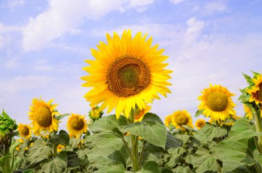 mavi gökyüzü arkaplanlı ayçiçeği tarlası