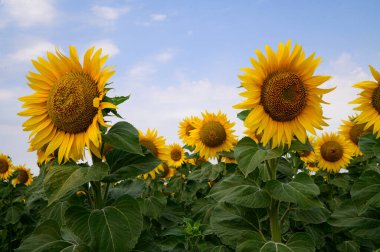 mavi gökyüzü arkaplanlı ayçiçeği tarlası