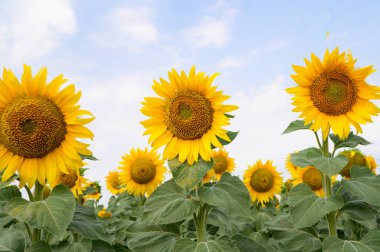 mavi gökyüzü arkaplanlı ayçiçeği tarlası