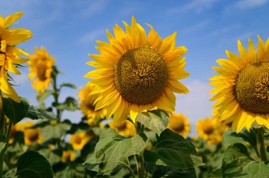 mavi gökyüzü arkaplanlı ayçiçeği tarlası