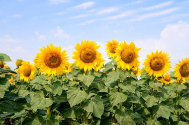 mavi gökyüzü arkaplanlı ayçiçeği tarlası