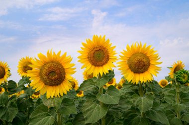 mavi gökyüzü arkaplanlı ayçiçeği tarlası