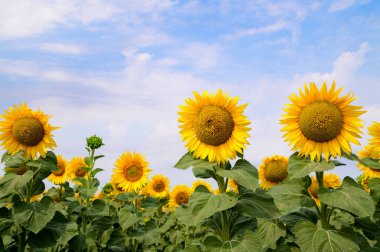 mavi gökyüzü arkaplanlı ayçiçeği tarlası
