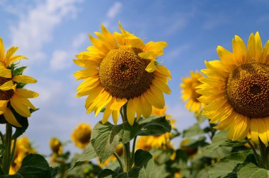 mavi gökyüzü arkaplanlı ayçiçeği tarlası