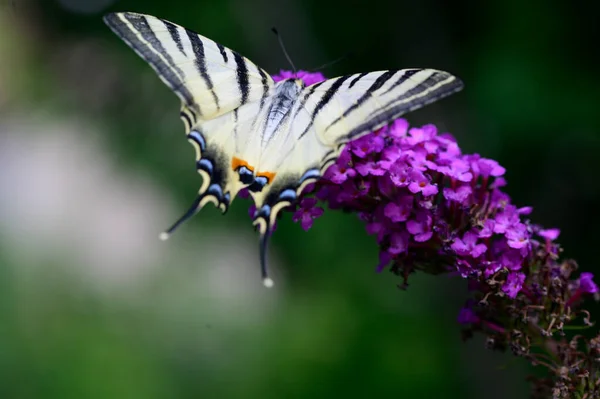 Borboleta Polinizando Belas Flores Brilhantes Jardim Verão Dia Ensolarado — Fotografia de Stock