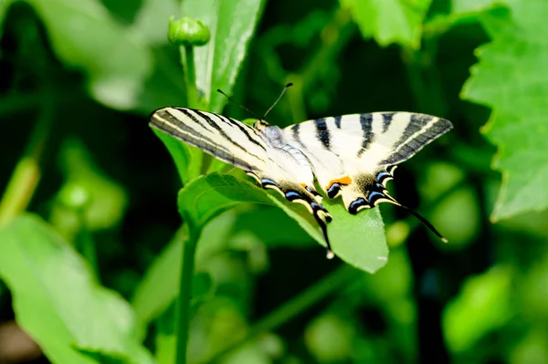 Πεταλούδα Στο Πράσινο Φύλλο Του Φυτού Στον Κήπο Καλοκαίρι Ηλιόλουστη — Φωτογραφία Αρχείου