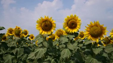 Güneşli yaz günlerinde çayırlarda yetişen güzel ayçiçeklerinin resimsel manzarası  