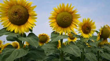 Güneşli yaz günlerinde çayırlarda yetişen güzel ayçiçeklerinin resimsel manzarası  