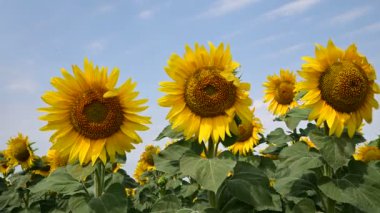 Güneşli yaz günlerinde çayırlarda yetişen güzel ayçiçeklerinin resimsel manzarası  