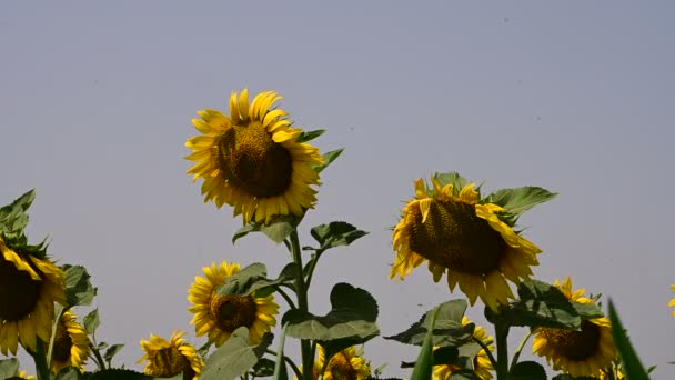 Malerischer Blick Auf Schöne Sonnenblumen Die Sonnigen Sommertagen Auf Der — Stockvideo