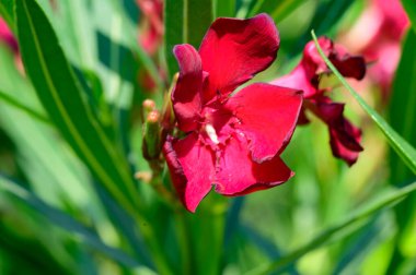 Güneşli yaz gününde bahçede büyüyen güzel, parlak çiçekler.