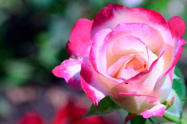 Güneşli yaz gününde bahçede büyüyen güzel parlak bir gül çiçeği. 