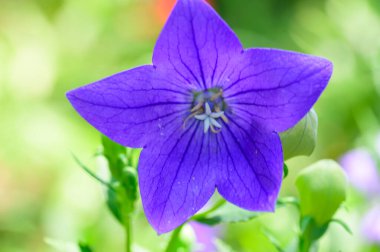 Güneşli yaz gününde bahçede büyüyen güzel, parlak çiçek. 