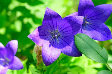 Güneşli yaz gününde bahçede büyüyen güzel, parlak çiçekler.