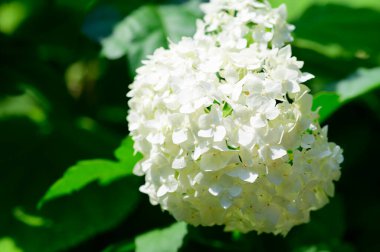 Güneşli yaz gününde bahçede büyüyen güzel, parlak çiçekler.