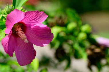 Güneşli yaz gününde bahçede yetişen güzel, parlak bir yaban ördeği çiçeği. 