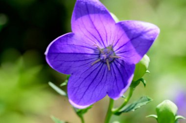 Güneşli yaz gününde bahçede büyüyen güzel, parlak çiçek. 