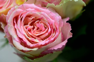 Güneşli yaz gününde bahçede büyüyen güzel parlak güller.