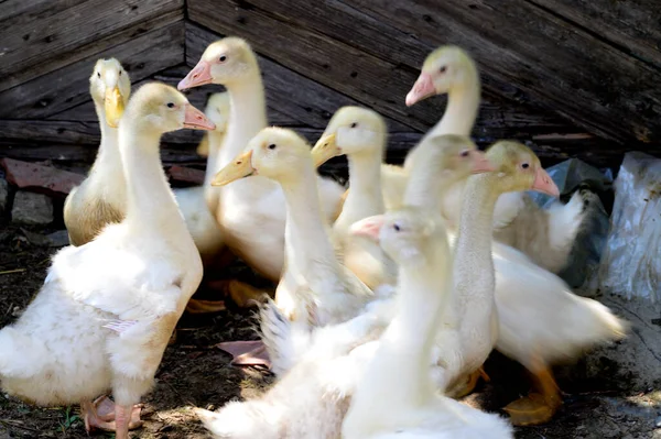 Enten Grasen Sommertagen Auf Dem Boden — Stockfoto