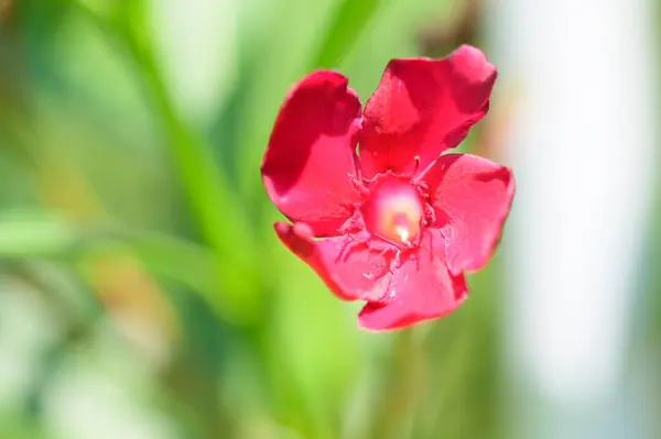 Belle Fleur Lumineuse Poussant Dans Jardin Journée Ensoleillée Été — Photo