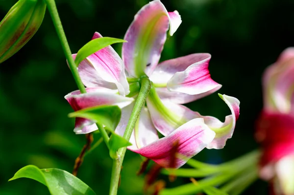Gyönyörű Fényes Liliom Virág Kertben Nyáron Napsütéses Nap — Stock Fotó