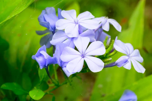 Güneşli Yaz Gününde Bahçede Büyüyen Güzel Parlak Çiçekler — Stok fotoğraf