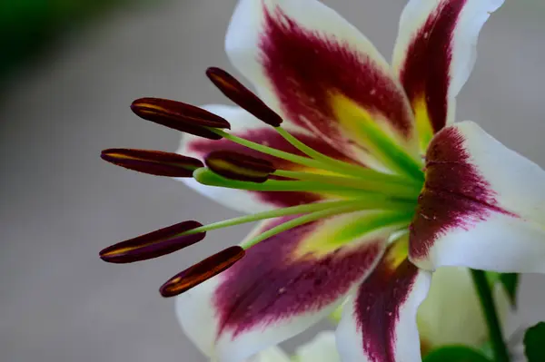 Bela Flor Lírio Brilhante Crescendo Jardim Verão Dia Ensolarado — Fotografia de Stock