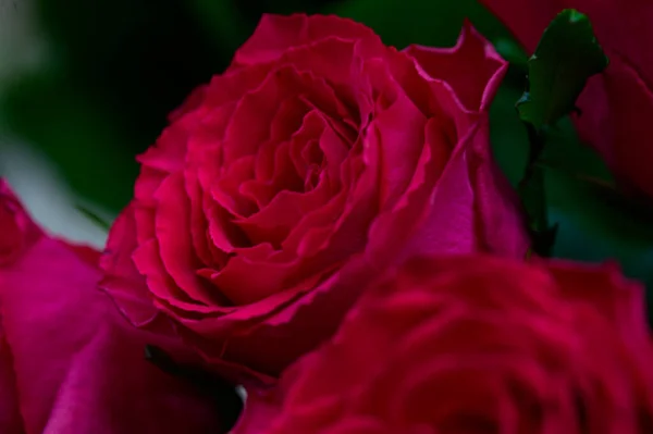 Belas Rosas Brilhantes Crescendo Jardim Dia Ensolarado Verão — Fotografia de Stock