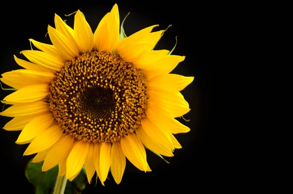 Krásný Slunečnice Tmavém Pozadí Letní Koncept Zblízka — Stock fotografie