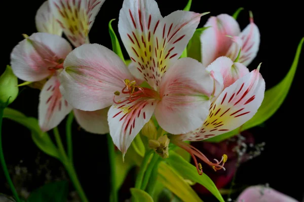 Piękne Jasne Kwiaty Rosnące Ogrodzie Letni Słoneczny Dzień — Zdjęcie stockowe